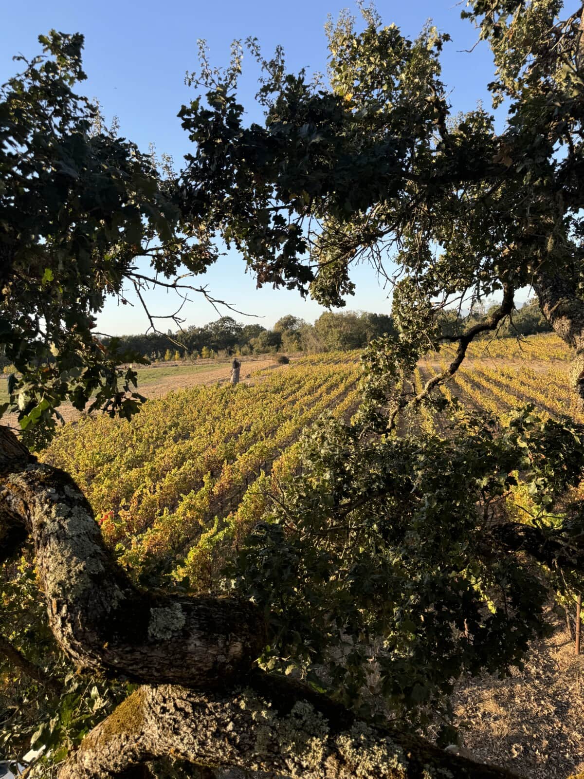 A vineyard stretches into the distance, framed by the branches of a large tree in the foreground. Rows of grapevines cover the gently sloping landscape under a clear blue sky.