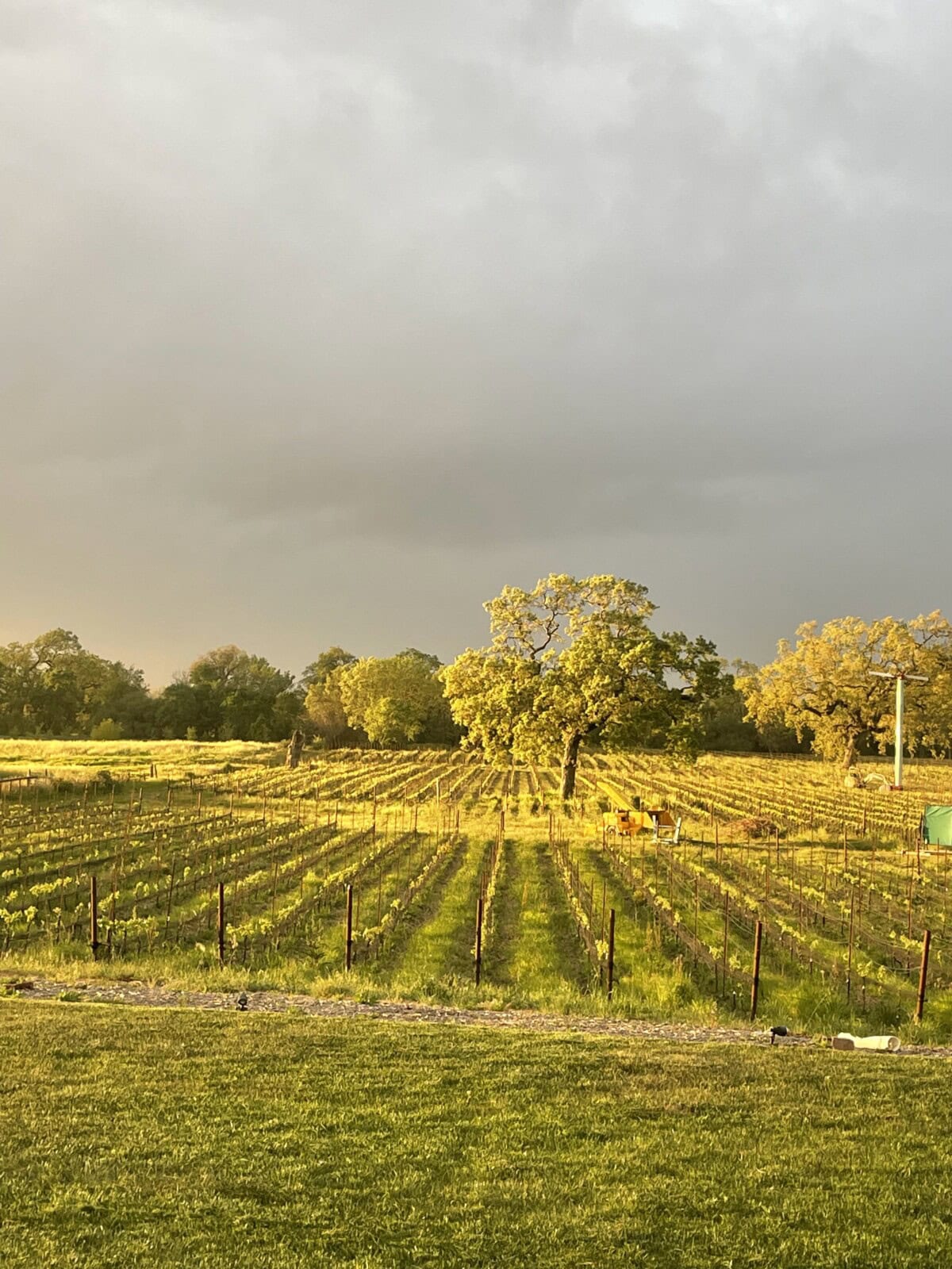 Rows of grapevines in a vineyard at sunset, with a large tree in the center, golden sunlight illuminating the scene under a cloudy sky.