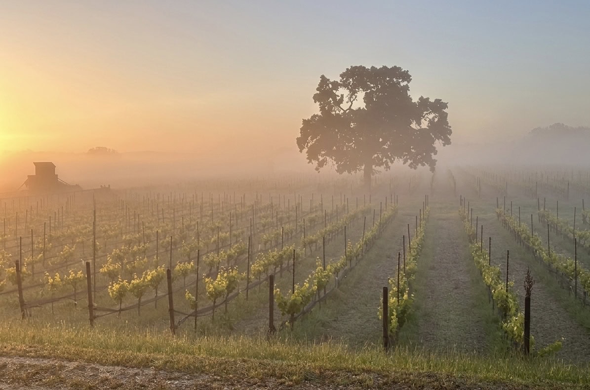 A misty vineyard at sunrise, with sunlight filtering through fog. Rows of grapevines stretch into the distance, centered by a large tree. A farm vehicle is faintly visible on the left.