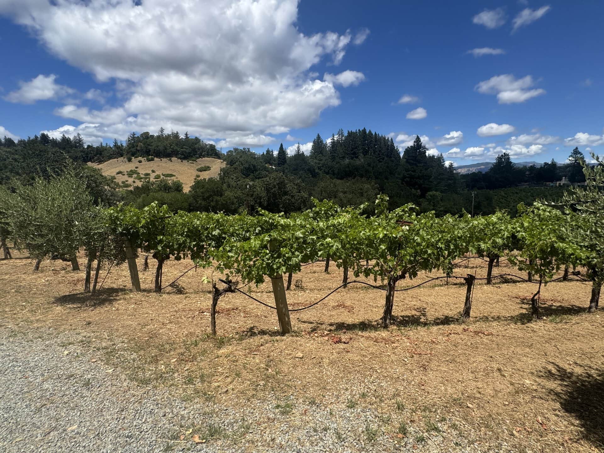 Rows of grapevines in a vineyard under a partly cloudy blue sky, with rolling hills and trees in the background on a sunny day.